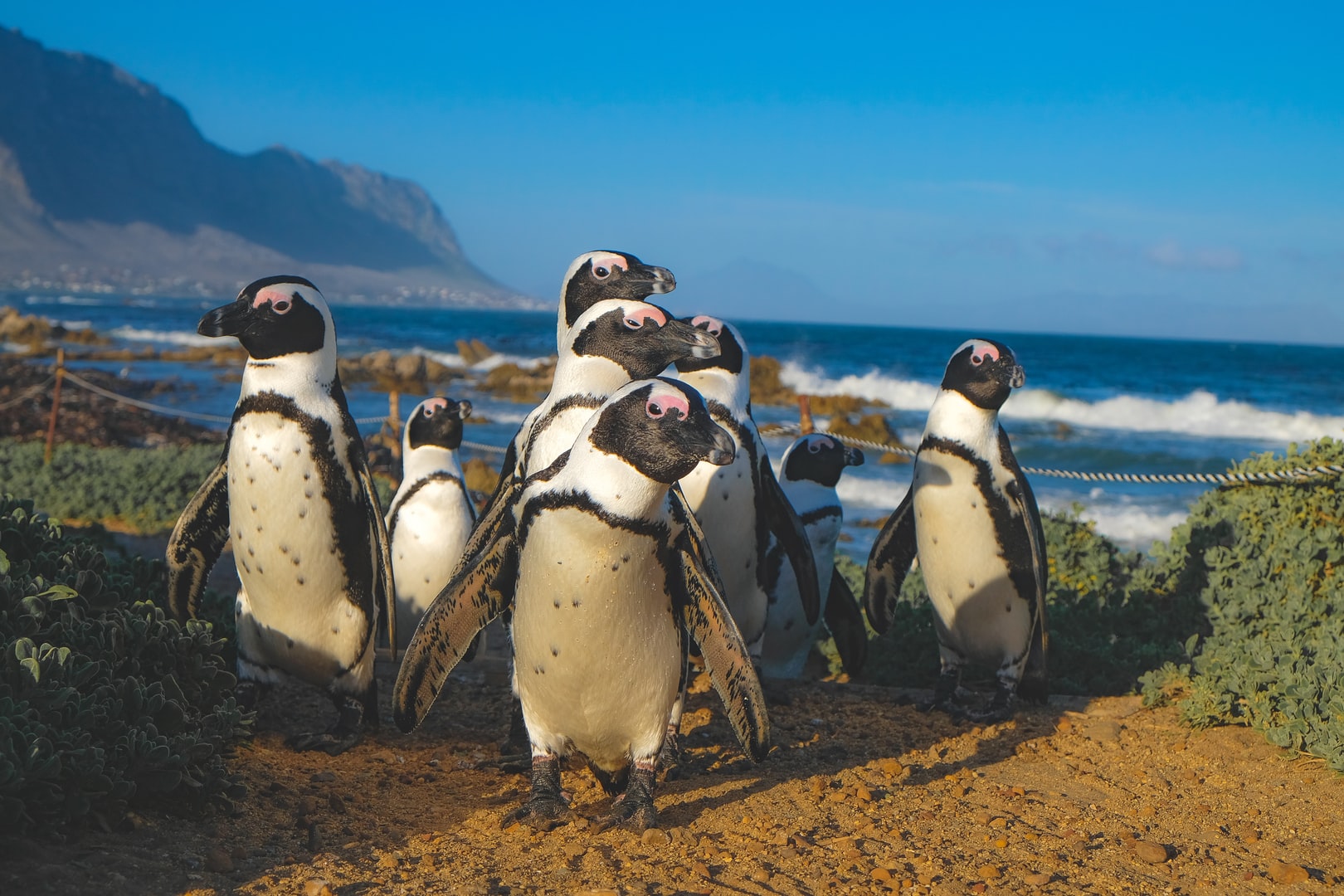 ABOUT AFRICAN PENGUINS